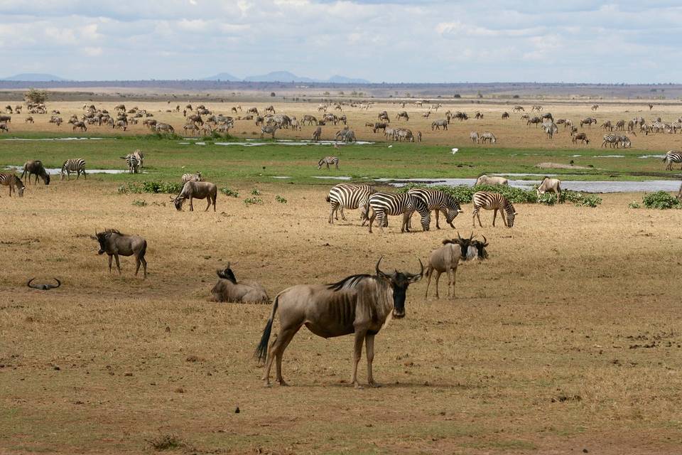 Safari Kenya