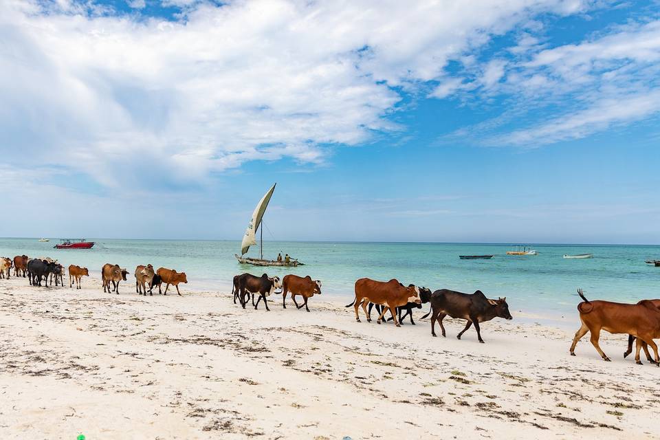 Mucche in spiaggia a Zanzibar