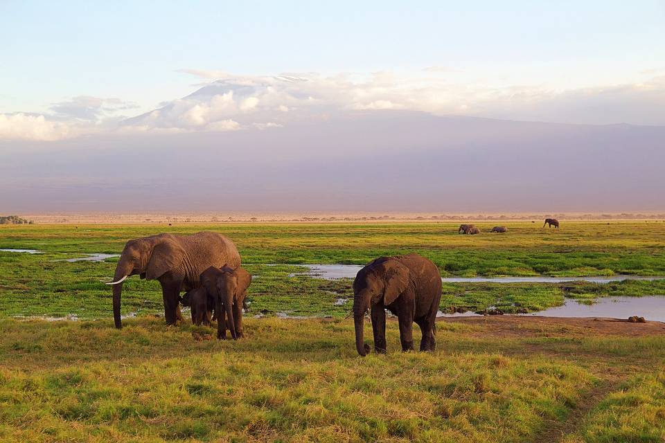 Safari Kenya