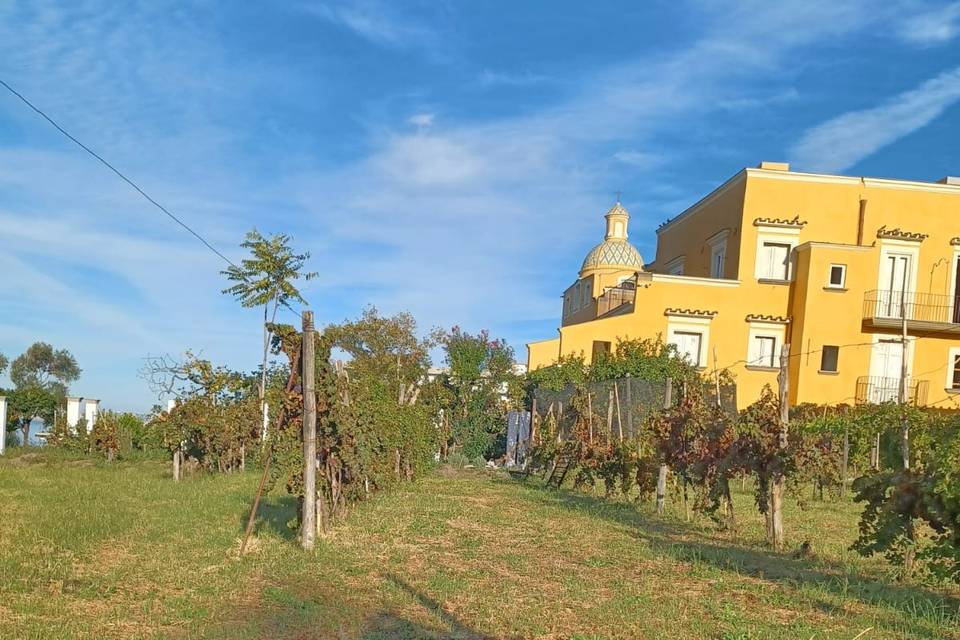 Vendemmia