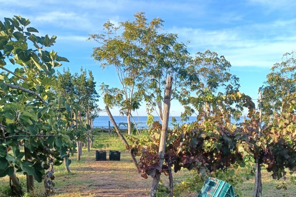 Vigna vista mare