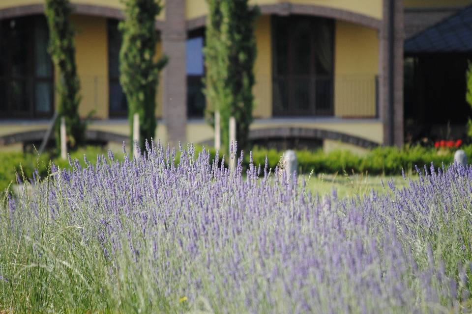 Lavanda Fiorita