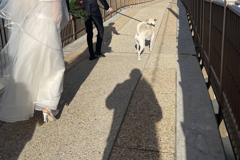 Wedding and dog
