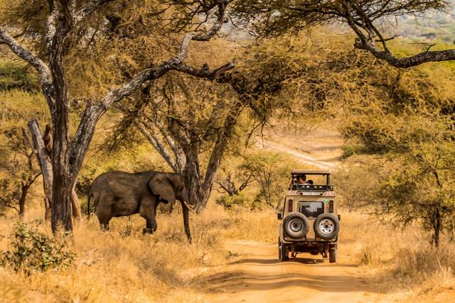 I safari