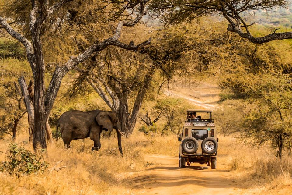 I safari