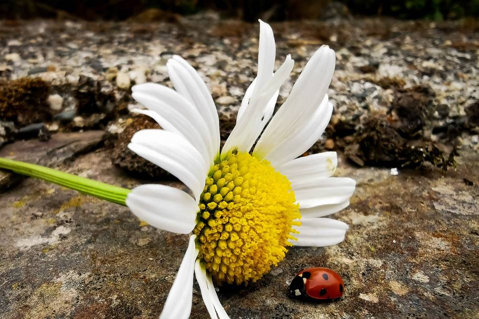 Emozione