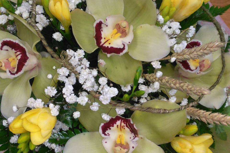 Orchidee