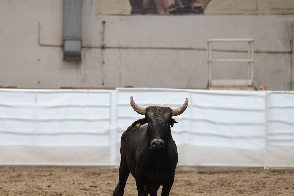 Rodeo