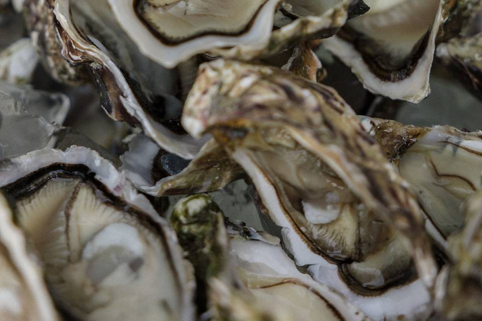 Oyster
