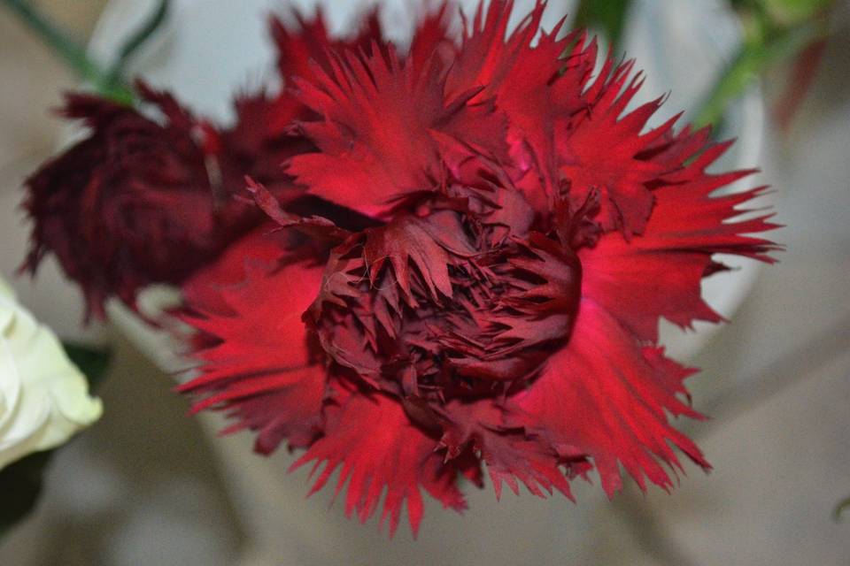 Il Giardino di Leonetti Martina