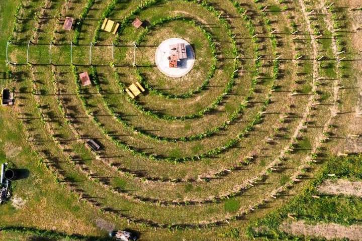 vigneto circolare