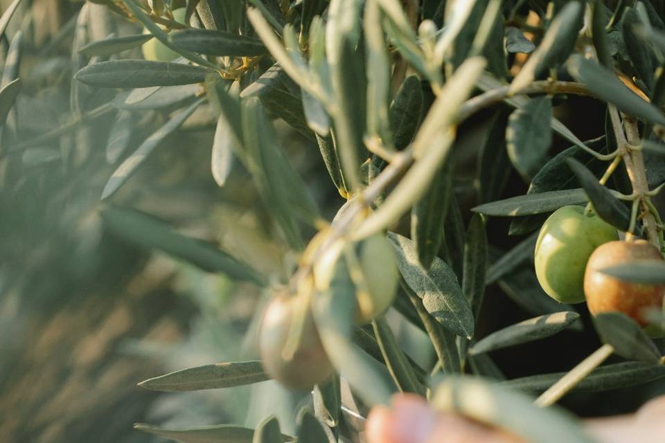 Suberito Azienda Agricola