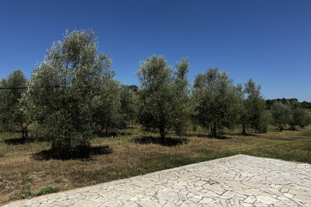 I nostri ulivi