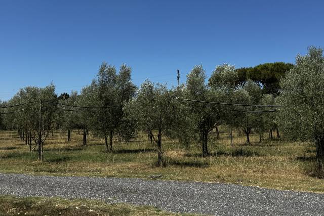 I nostri ulivi