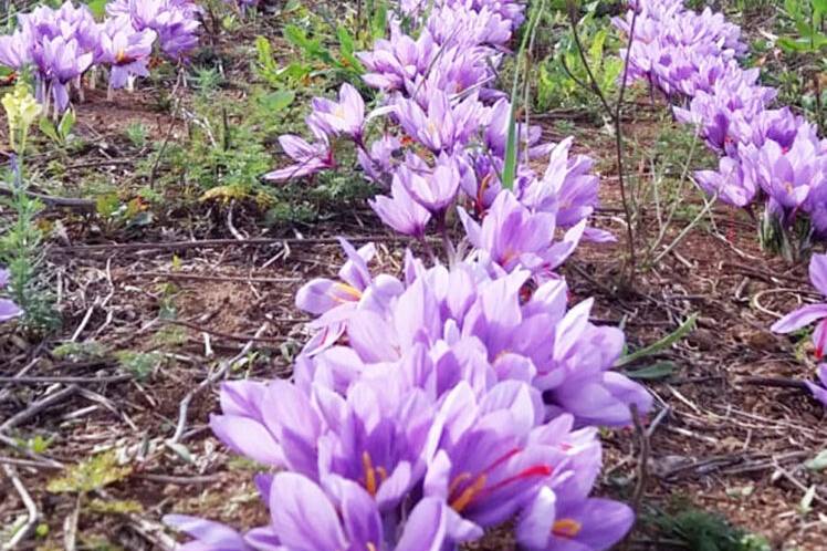 La natura e i suoi tempi