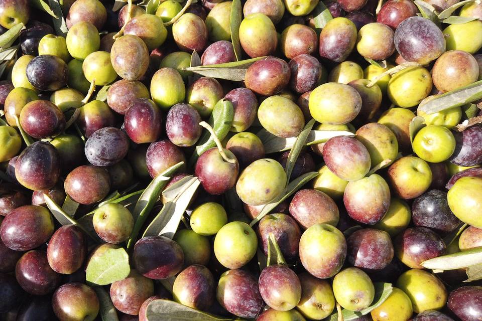 La natura e i suoi tempi