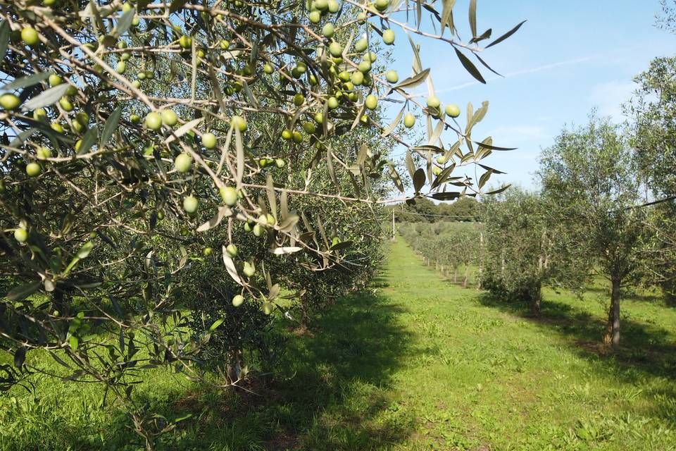 La natura e i suoi tempi
