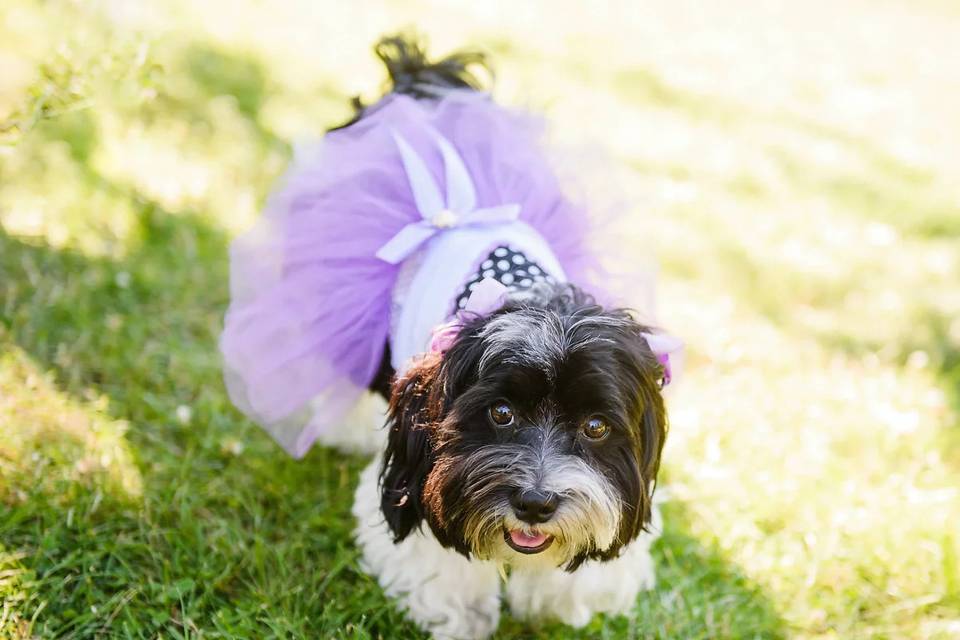 Wedding dog