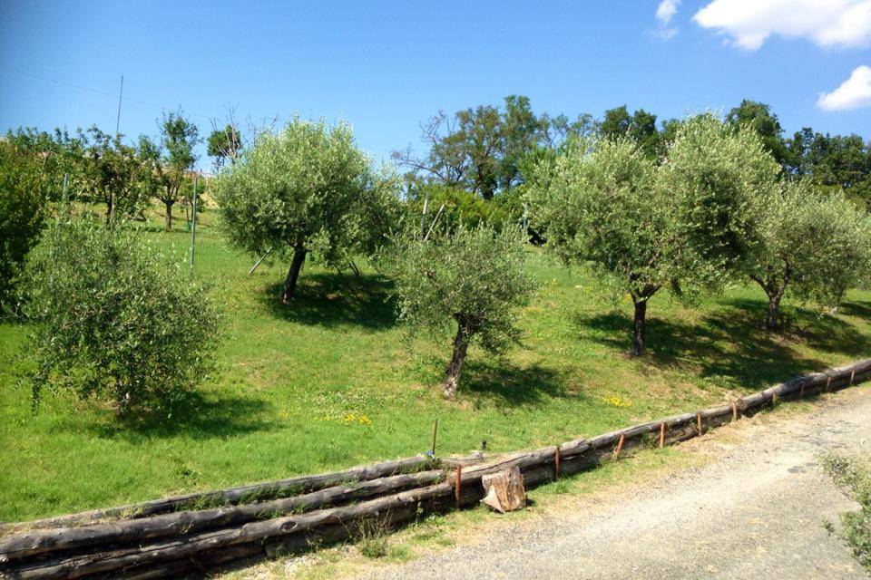 Azienda Agricola Cardinali