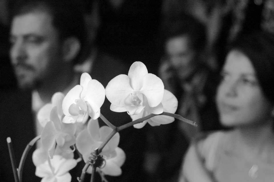Orchidee