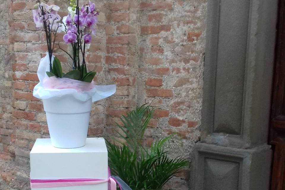 Cubi e vasi con orchidee