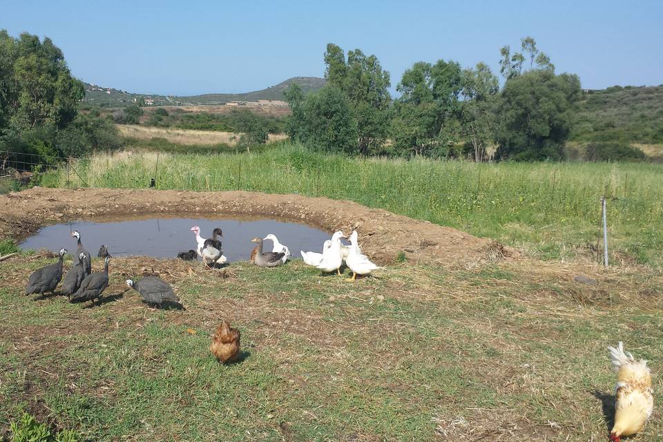 Agriturismo Guparza