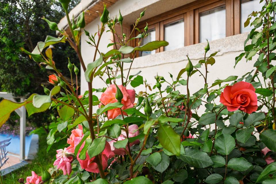Rose del giardino