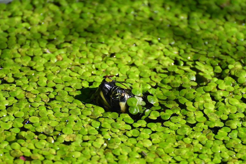 Ospite del giardino