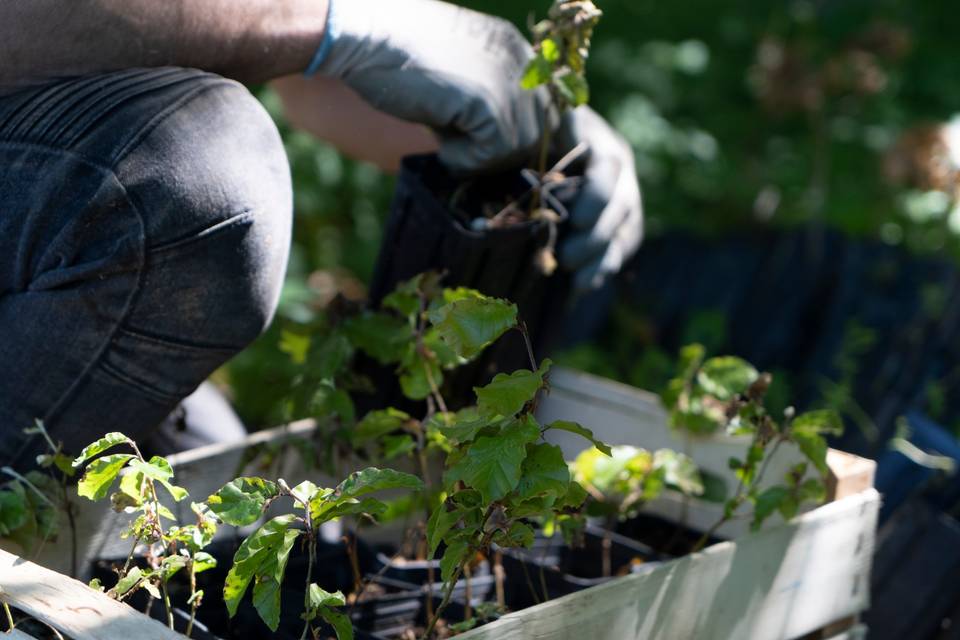 Piantine di alberi pronte