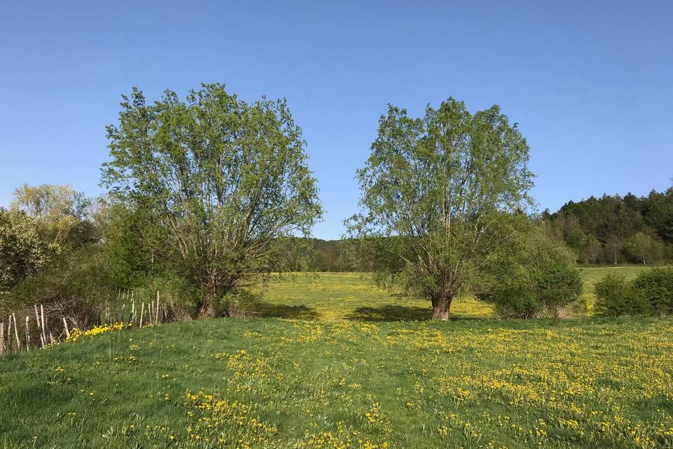 Regala Un Albero in fioritura