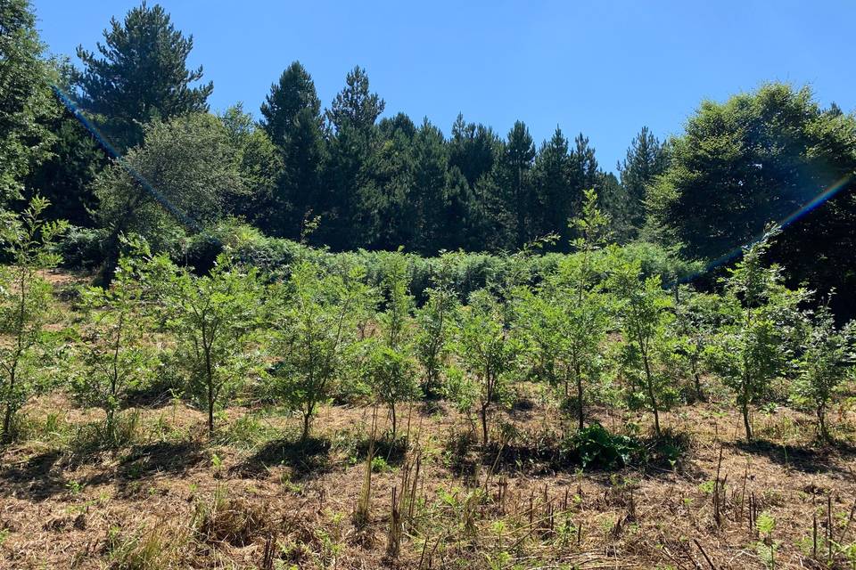 Filari di Alberi piantatumati