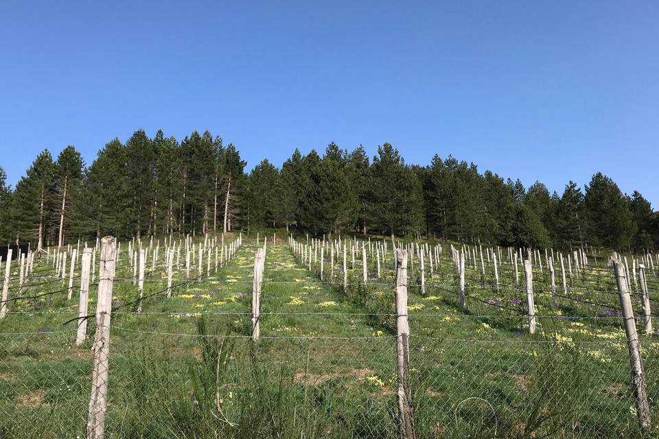 Alberi piantumati da cliente