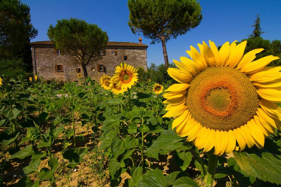 Agriturismo il Molinello