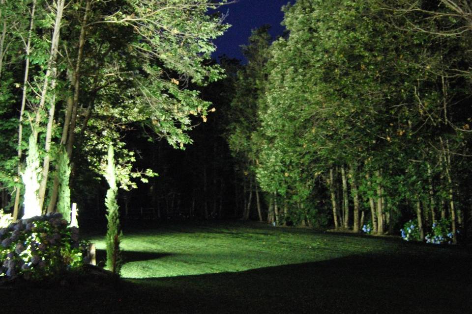 Il bosco di notte