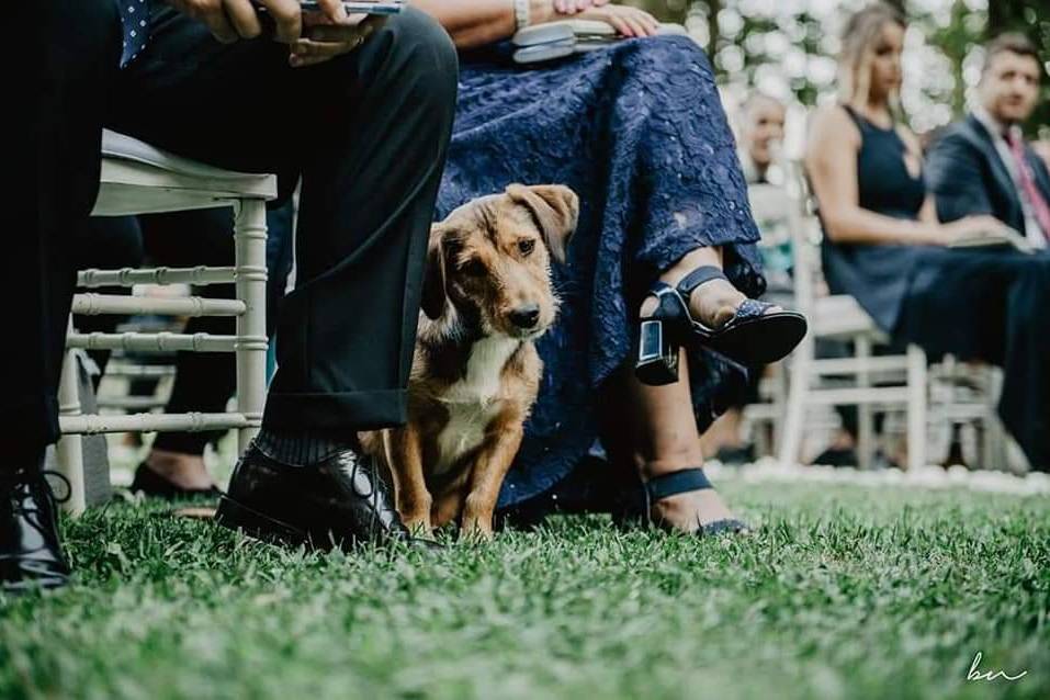 Il tuo cane al matrimonio