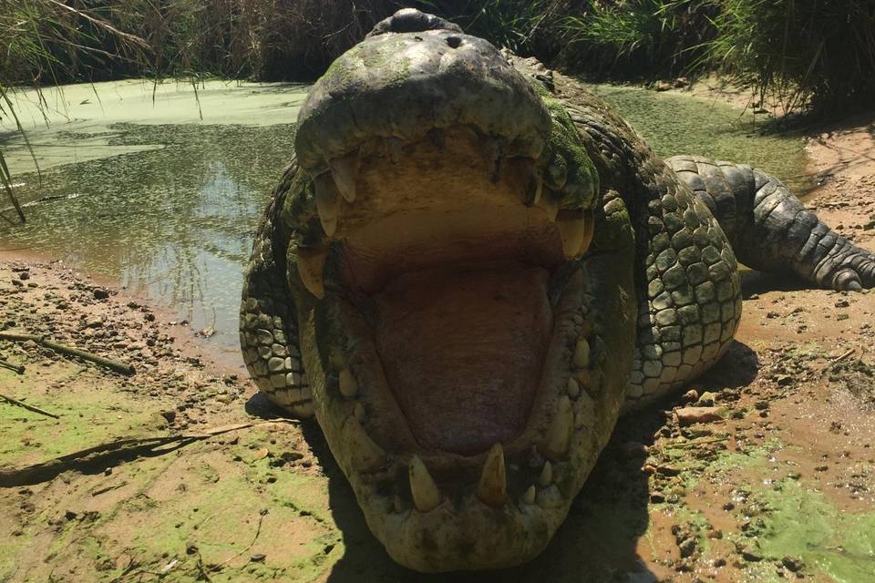 Io in airboat nel Top End