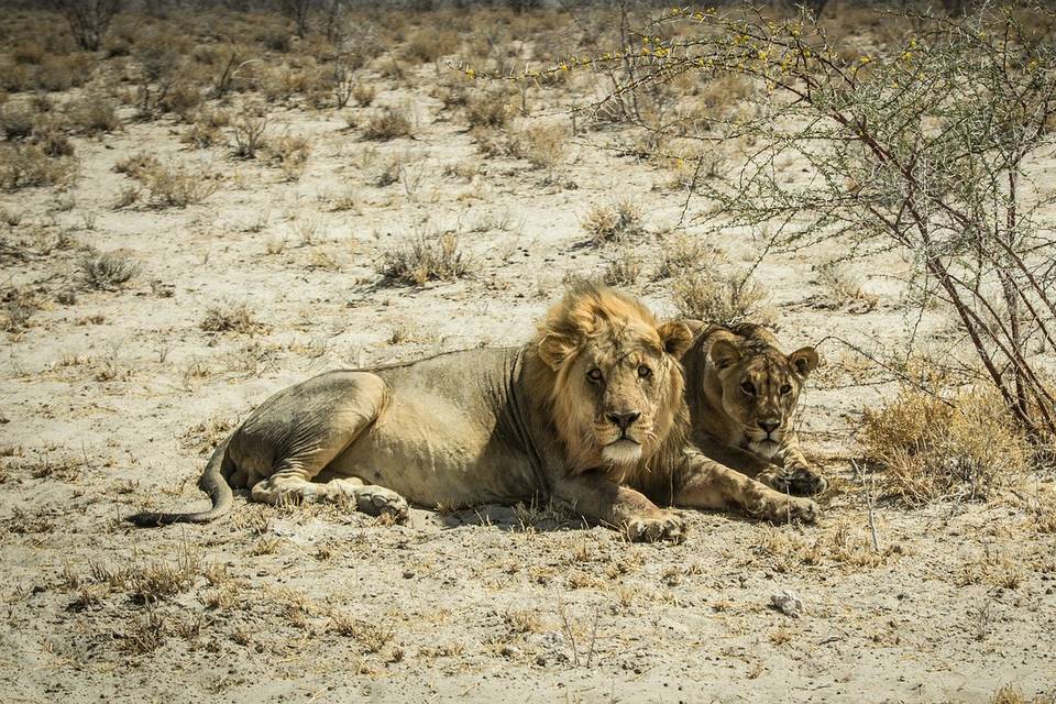 Etosha, Namibia