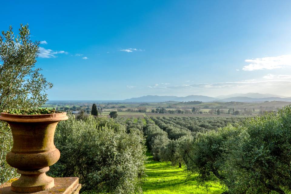 La terrazza nell'oliveto