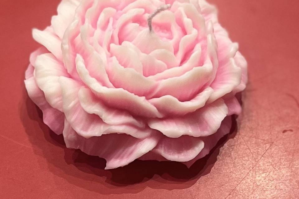Peonia Rosa