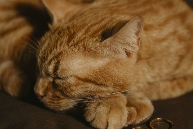 Pet - fedi
