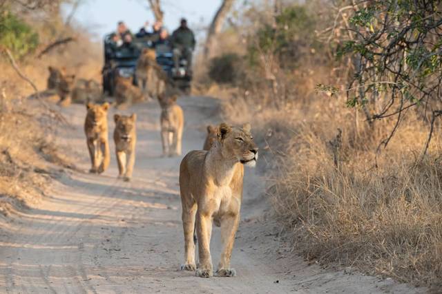 La savana