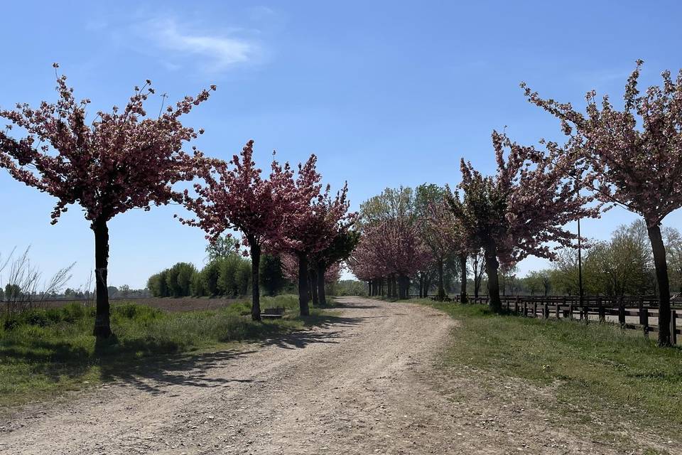 Viale in fiore