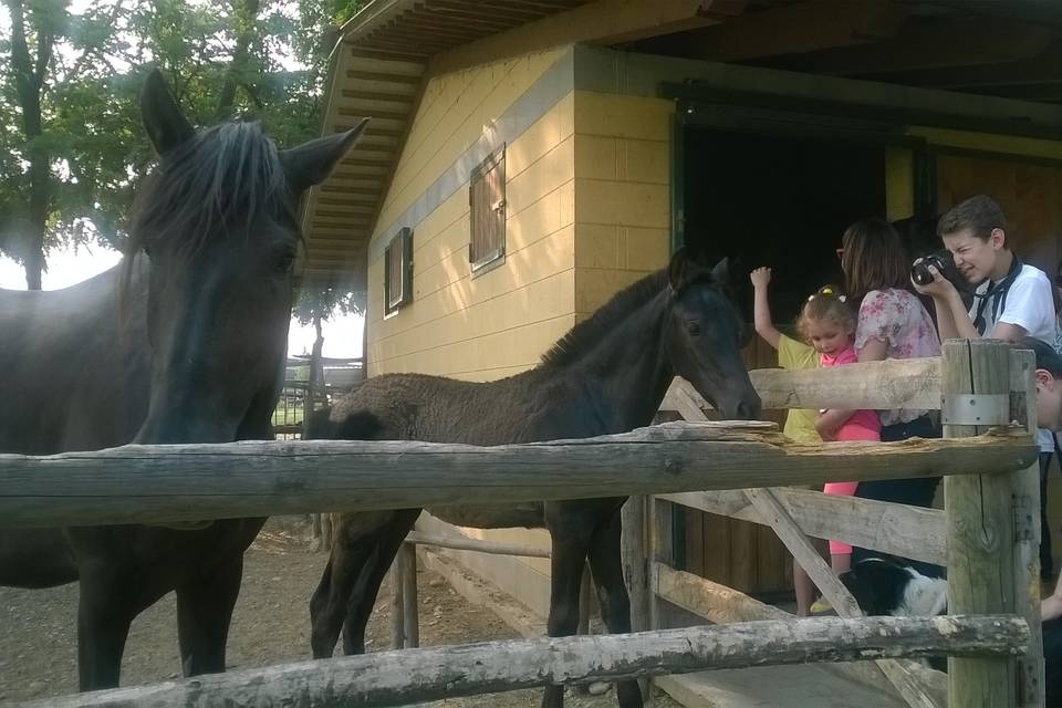 I cavalli