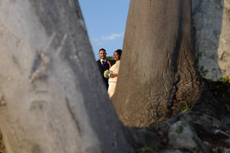 Tra gli alberi