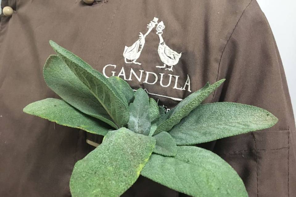 Gandula