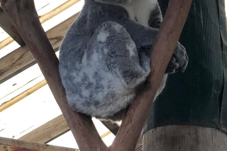 Viaggio di nozze in Australia