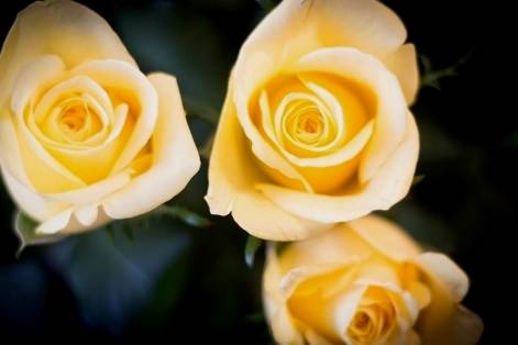 Rose gialle