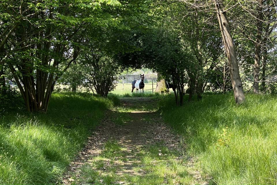 Nel Bosco di Riazzolo