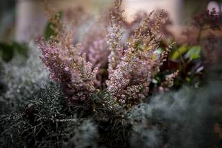 Thomas Pellizzaro - Garden Designer 1