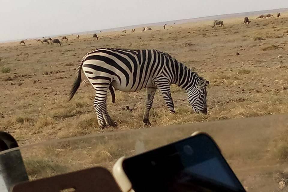 Safari Zebra